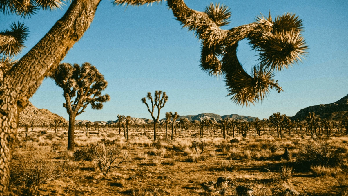 RV-Camping-Trip-to-Joshua-Tree-National-Park